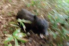 Медведь покалечил двух туристов в горах
