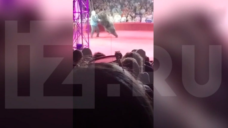Медведь напал на дрессировщика во время представления в цирке Обнинска